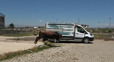 Sahibinin elinden kaçan dana pazar yerini birbirine kattı