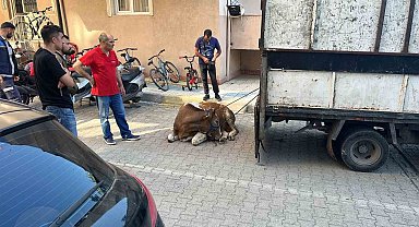 Sancaktepe'de kaçan kurbanlık yakalandı, 1 kişi yaralandı