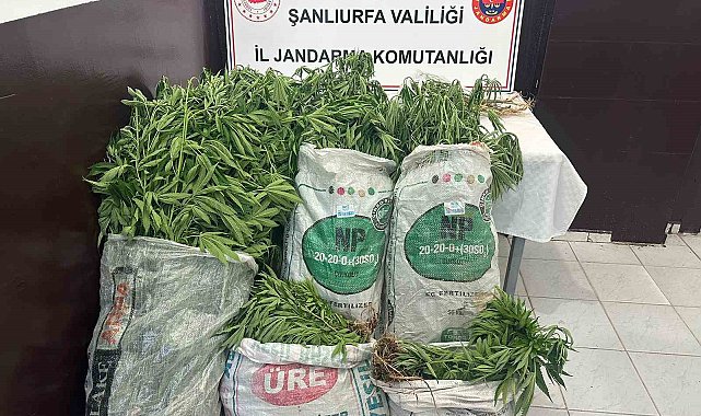 Şanlıurfa'da ekili 2 bin 200 kök kenevir ele geçirildi