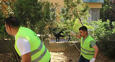 Şanlıurfa'da kaçan büyükbaş kurbanlık zor anlar yaşattı