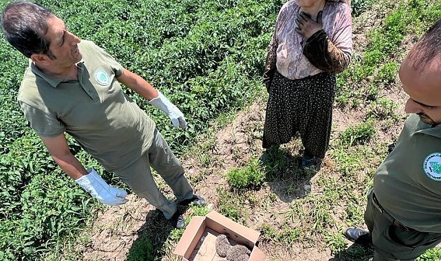 Sevimli kirpiler doğal ortamlarına kavuştu