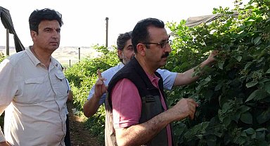 Siirt'ten 34 ülkeye böğürtlen ihraç ediliyor