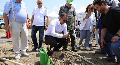 Silivri'de 5 bin 100 adet yağlık zeytin fidanı toprakla buluştu