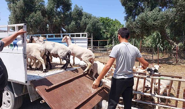 Söke Hayvan Pazarı'nda satıcılar müşterilerini bekliyor