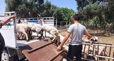 Söke Hayvan Pazarı'nda satıcılar müşterilerini bekliyor