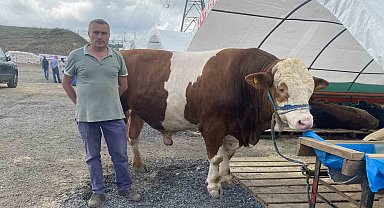 Sultangazi kurban pazarının en büyüğü "Ilgaz" alıcısını bekliyor