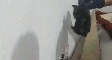 Tavşanlı'da iki duvar arasında sıkışan yavru kedi, itfaiye ekiplerince kurtarıldı
