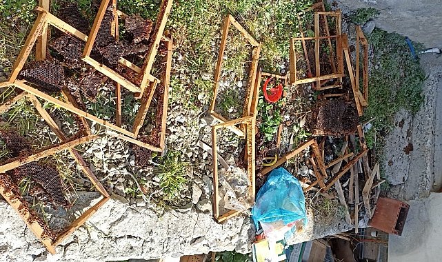 Trabzon'un o ilçesinde ayı kabusu sürüyor