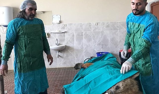 Van'da aracın çarptığı ayı tedaviye alındı