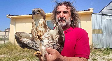 Van'da tedavileri tamamlanan arı şahinleri doğaya bırakıldı