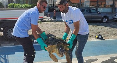 Yaralı Caretta İzmir'i sevdi