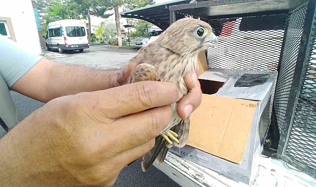Yaralı kerkenez kuşuna yardım eli