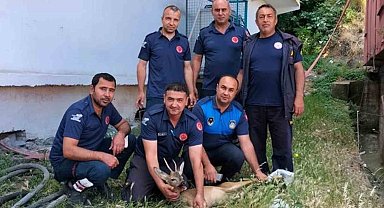 Yerleşim yerine inen yaralı dağ ceylanı tedavisi sonrası doğaya salındı