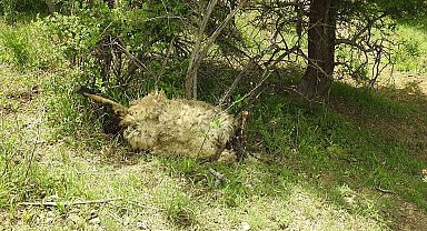 Yıldırımın isabet ettiği sürüde 27 koyun telef oldu