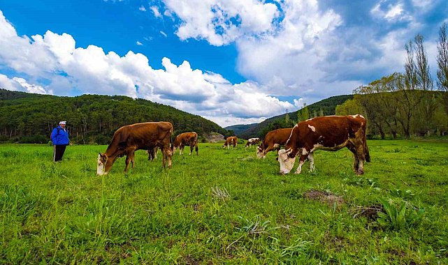 Yozgat yağışlarla birlikte yeşile büründü