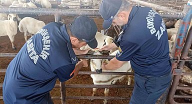 Zabıta ekipleri kurban bayramı öncesi denetimlere aralıksız devam ediyor