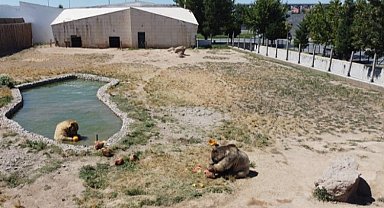 Anadolu Harikalar Diyarı'nda serinleten uygulama