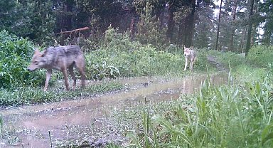 Artvin'de ormanda kurt sürüsü görüntülendi