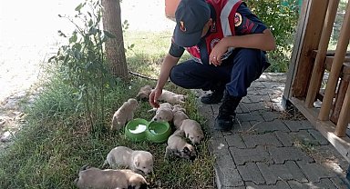 Bingöl'de anne ve yavru köpeklere Jandarma şefkati
