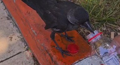 Bingöl'de sıcaklara dayanamayan kargayı serinlettiler!