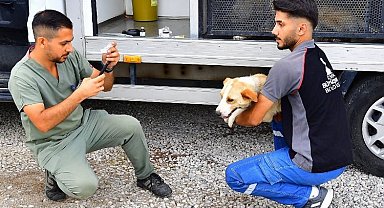 Bir yılda 25 bin kedi ve köpek kısırlaştırıldı