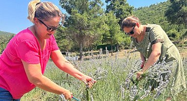 Bodrum'da lavanta hasadı başladı