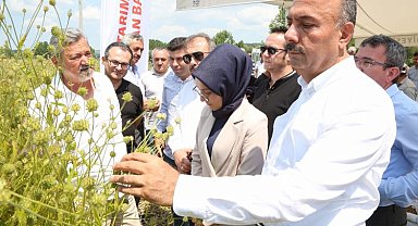 Bursa Harmancık'ta pelemir hasadı
