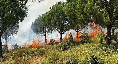 Bursa Karacabey'de ağaçlandırma sahasında yangın!