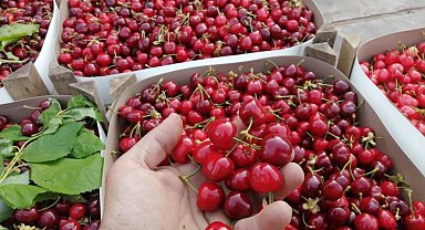 Bursa Keles Kirazı da coğrafi işarete kavuştu