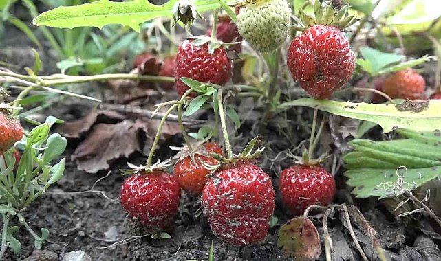 Bursa'da çilek üreticisine şok...Geçen yıl 18 liraydı, bu yıl 5 lira