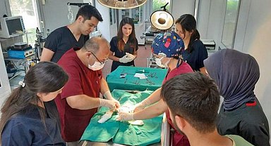 Bursa'da aracın çarptığı kedi operasyonla hayata tutundu