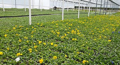 Çiftçinin ürettikleri Bursa'yı çiçeklendiriyor