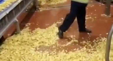 Cips fabrikasında mide bulandıran görüntü