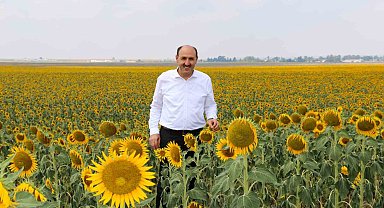 Çukurova'da "beyaz altının" yerine "sarı altın aldı"