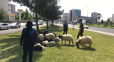 Diyarbakır'da bayram boyunca zabıta ekipleri denetim gerçekleştirdi