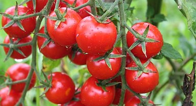 Domatesin kotası 500 bin tona çıktı