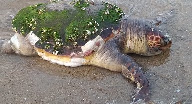 Edirne Enez'de yaşlı kaplumbağa karaya vurdu