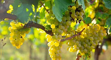 'Erkenci tür'ün ihracat yolculuğu başladı