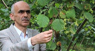 Fındıkta rekolte çalışmalarına başlandı