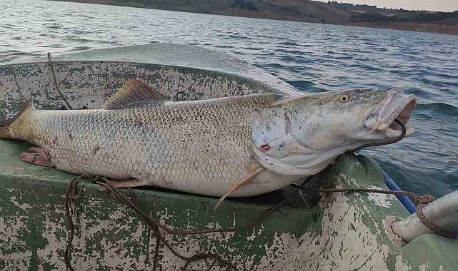 Fırat Nehri'nde 30 kiloluk turna balığı oltaya takıldı