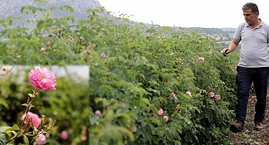 Gül üreticilerine dev destek