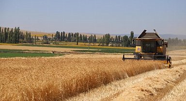 Karakılçık buğdayında hasat sevinci