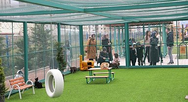 Kayseri Kocasinan'ın 'Kedi Kasabası'na yabancı ilgisi