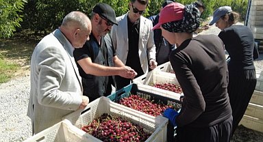 Kayseri Yahyalı'dan dünyaya kiraz ihracatı