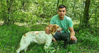 Kilosu iki bin Euro'ya satılan trüf mantarını radar köpekler buluyor