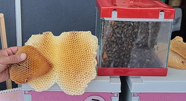 Kocaeli'de bal hasadı şenliği