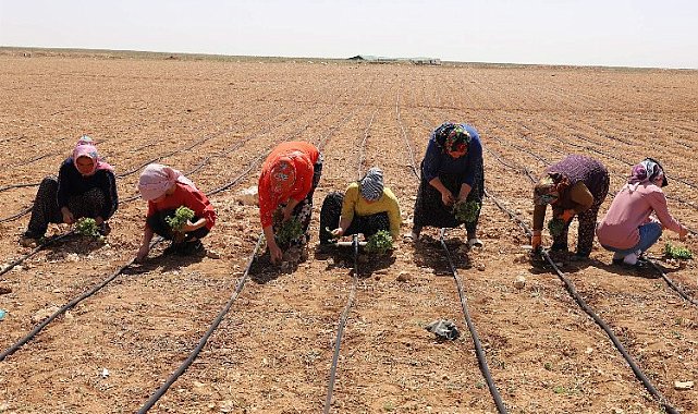 Konya 2024'ün tarımsal destek kayıtlarını başlattı
