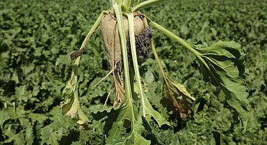 Konya Şeker'den üreticilere 182 milyon TL'lik avans