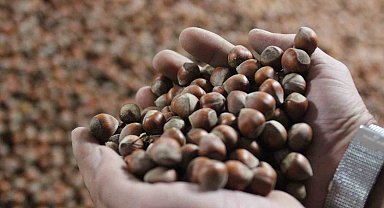 Kurban Bayramı sonrası fındık fiyatı yükselişe geçti