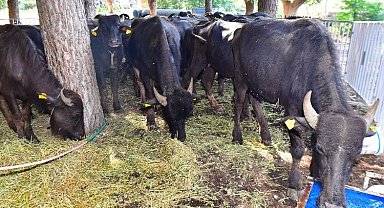 Manda üreticiliği altın kadar kıymetli